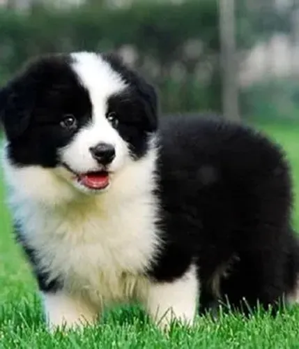 Border Collie