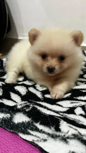 Vendo Spitz alemão fêmea R$:2.700