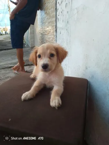 Estou doando esse cachorro tem dois mês 