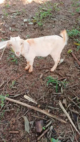 2 cabras por esse valor