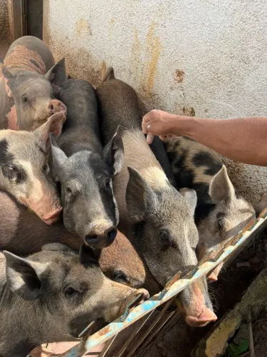 !!!URGENTE!!! PORCA CAIPIRA PRENHA