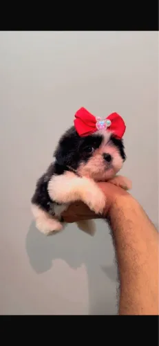 Shih-tzu com vermifugacao e vacina 45 dias