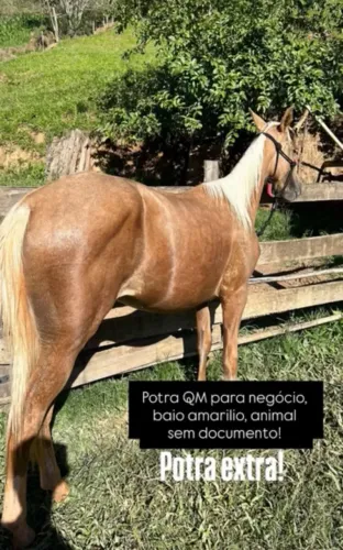Potra QM
