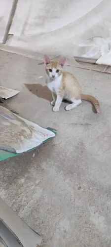 gatinhos lindos e brincalhão 