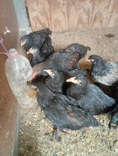 Franguinhos e franguinhas Brahma 180 casal 