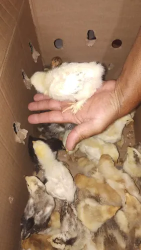 Pintinhos Brahma e Índio Gigante 