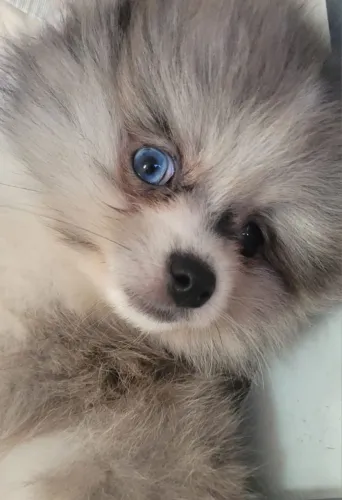 Lulu da Pomerânia - Pelagem exotica de olhos azuis com pedigree