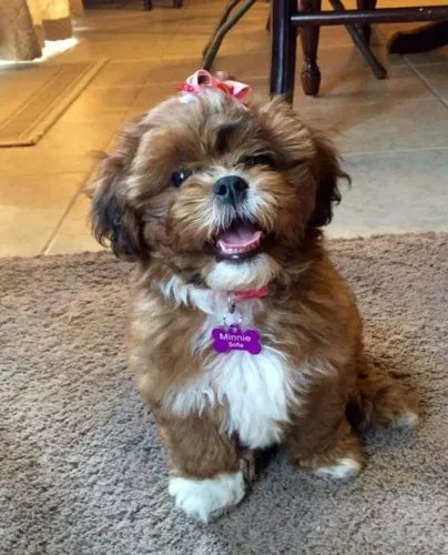 Lhasa Apso fêmea dourada marrom raça pura