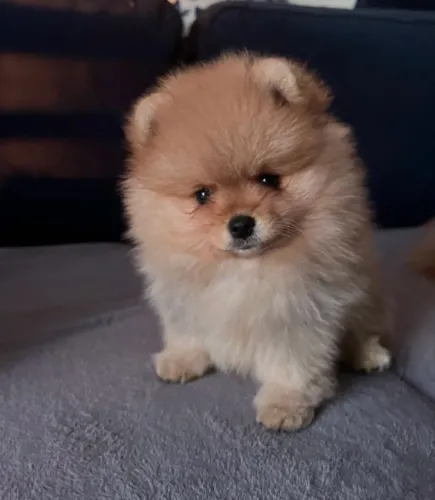 Spitz alemão anão filhote puro