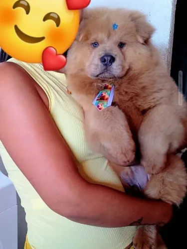 Filhote de Chow Chow macho