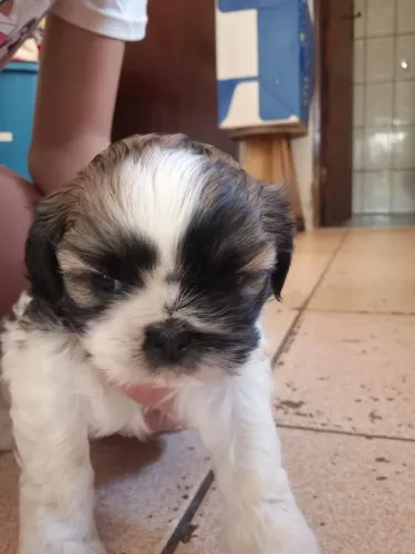 Shih Tzu filhotes