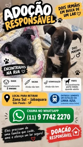 Cachorro filhote 2 meses doação