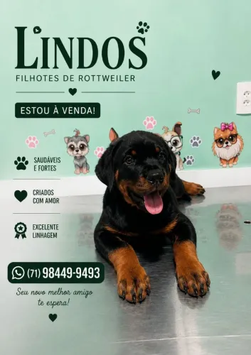 Filhotes de Rottweiler Fêmeas