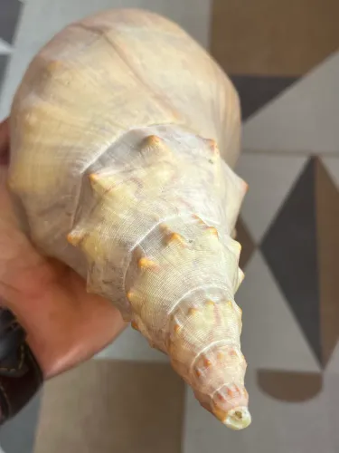 Carapaça de Caramujo Gigante Natural 33 cm para Decoração e Artesanato