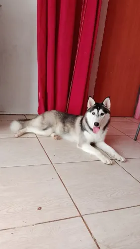 Doação husky siberiano 