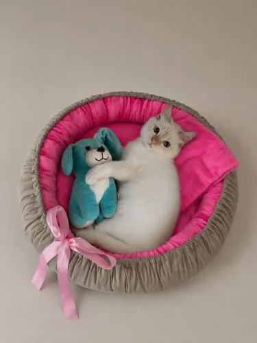 Cama de Pet
