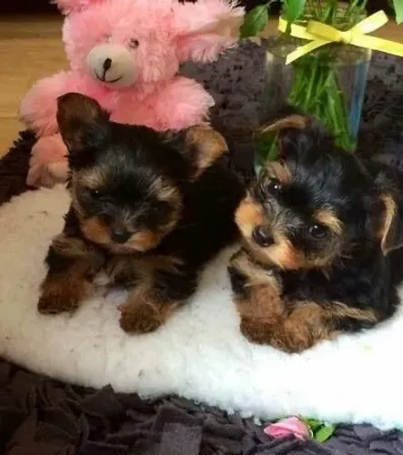 Yorkshire Terrier - Seu Próximo Companheiro Pode Estar A Um Clique
