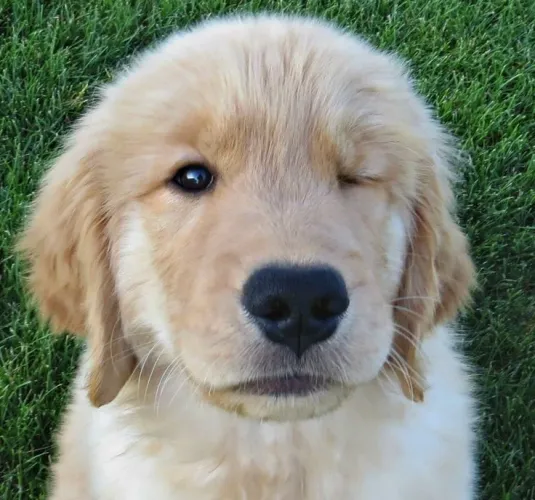 Golden Retriever maravilhosa