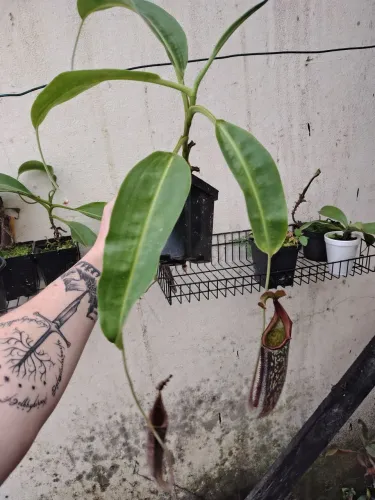 Planta Carnivora(nepenthes máxima)