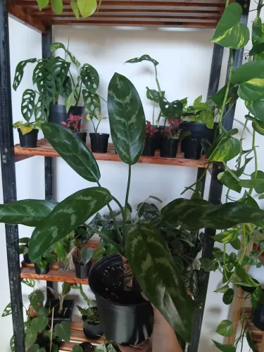 Plantas