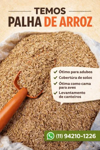 Palha de arroz