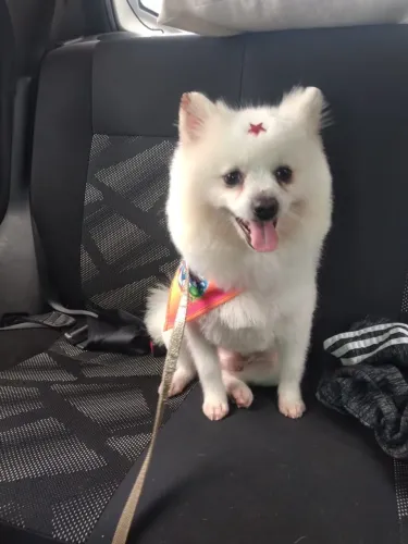 Procuro namorada para o Snow