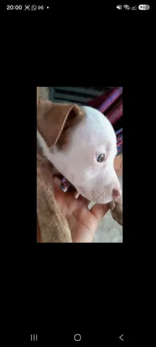 FILHOTE DE PITBULL 