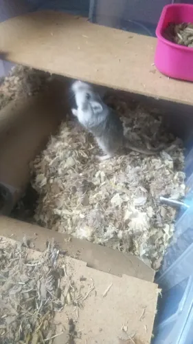 Vendo Gerbil