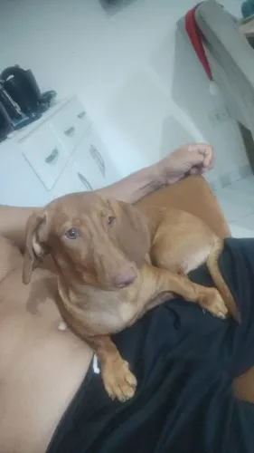 Lucky quer namorar