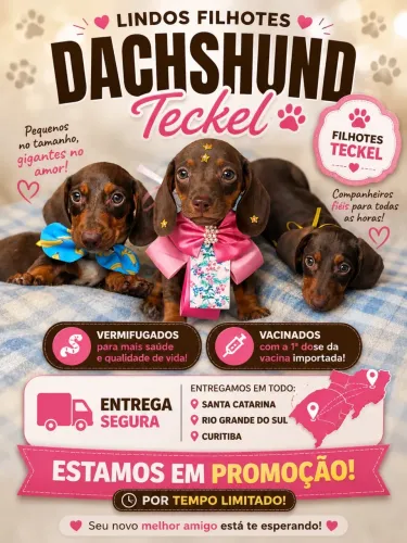 Dachshund Teckel Salsichinha