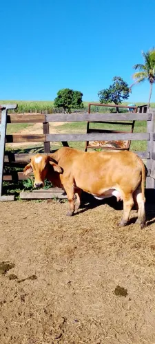 Mini vaca girolando 6 mil