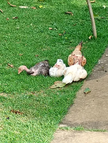 Vendo 4 franguinho 200 reais os 4