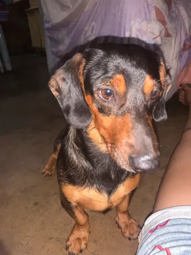 VENDE-SE SALSICHA ( DACHSHUND) 1 ANO 