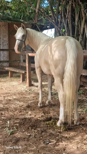 Egua palomina. Diferente das iguais