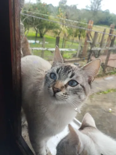 Gatinho lindo