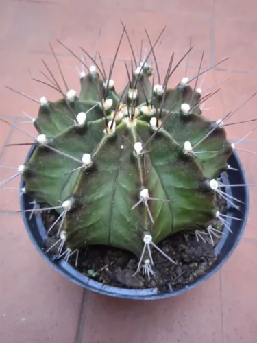 Cacto?