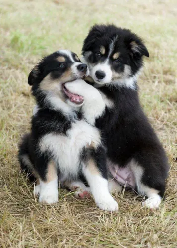 Filhote border collie, Amor peludo esperando por você!