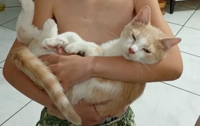 Doa-se gato macho 5 meses