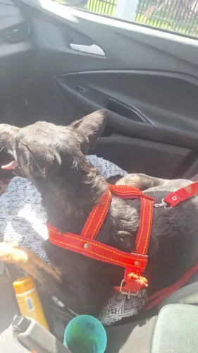 Cachorro para adoção 