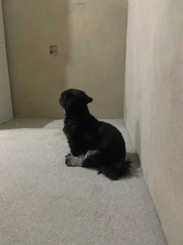Vendo Shih tzu fêmea 
