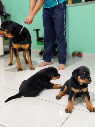 Vendo filhote Rottweiler