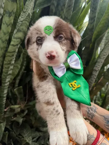 Border Collie filhotes pronta entrega