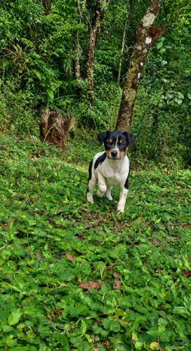 Filhote macho terrier brasileiro fox paulistinha