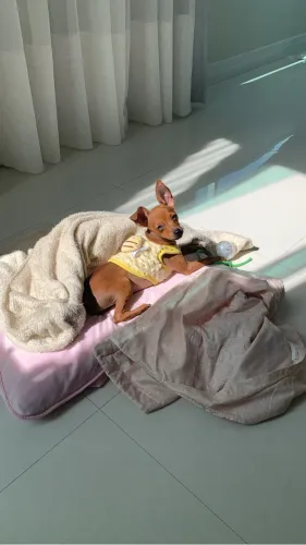 Vende-se Pinscher fêmea 