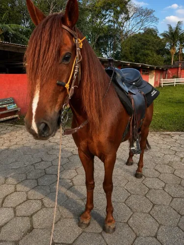 Cavalo - Mangalarga Marchador