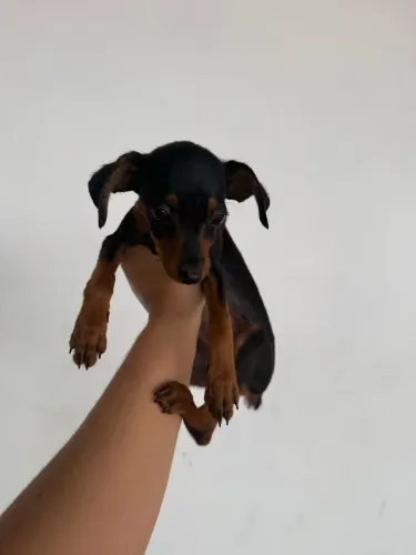 Pincher