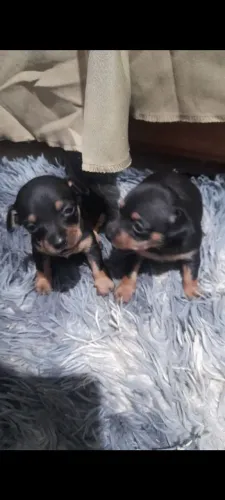 Filhotes de pinscher 