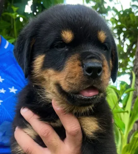 Filhote rottweiler, Lambidas, pulinhos e muito amor: só falta você!