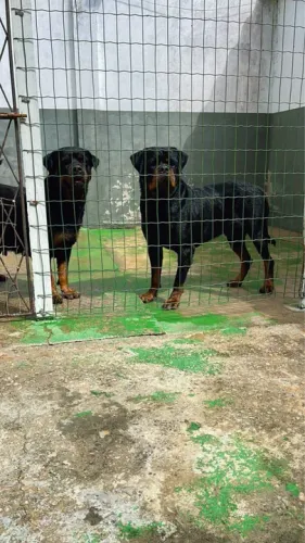 Rottweiler com pedigree 