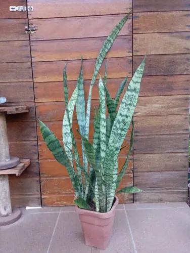 Muda Espada de São Jorge